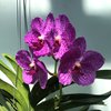 ВАНДА (VANDA Pachara Delight ,Pink)